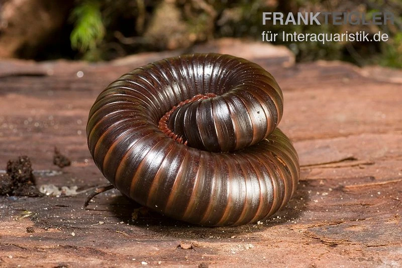 Afrikanischer Riesentausendfüßer, Archispirostreptus Gigas 5 Afrikanischer Riesentausendfüßer, Archispirostreptus Gigas – Bild 5