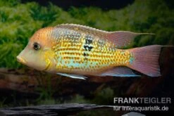Alto-Sinu-Erdfresser, Geophagus Sp. Alto Sinu