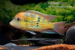 Alto-Sinu-Erdfresser, Geophagus Sp. Alto Sinu -Bestes Reptilien Geschäft Alto Sinu Erdfresser Geophagus sp Alto Sinu 05