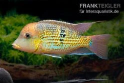 Alto-Sinu-Erdfresser, Geophagus Sp. Alto Sinu -Bestes Reptilien Geschäft Alto Sinu Erdfresser Geophagus sp Alto Sinu 06