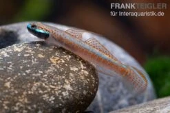 Annieae-Grundel, Stiphodon Annieae, 1 Paar