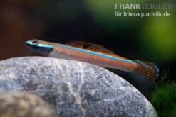 Annieae-Grundel, Stiphodon Annieae, 1 Paar -Bestes Reptilien Geschäft Annieae Grundel Stiphodon annieae 3