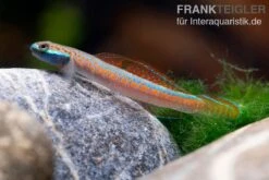 Annieae-Grundel, Stiphodon Annieae, 1 Paar -Bestes Reptilien Geschäft Annieae Grundel Stiphodon annieae 4