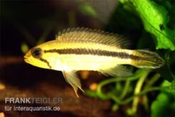 Agassiz-Zwergbuntbarsch, Apistogramma Agassizii TEFE (paarweise) -Bestes Reptilien Geschäft Apistogramma agassizii TEFE agassiz buntbarsch