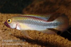 Wilhelmi Zwergbuntbarsch, Apistogramma Sp. Wilhelmi -Bestes Reptilien Geschäft Apistogramma sp Wilhelmi