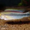 Wilhelmi Zwergbuntbarsch, Apistogramma Sp. Wilhelmi