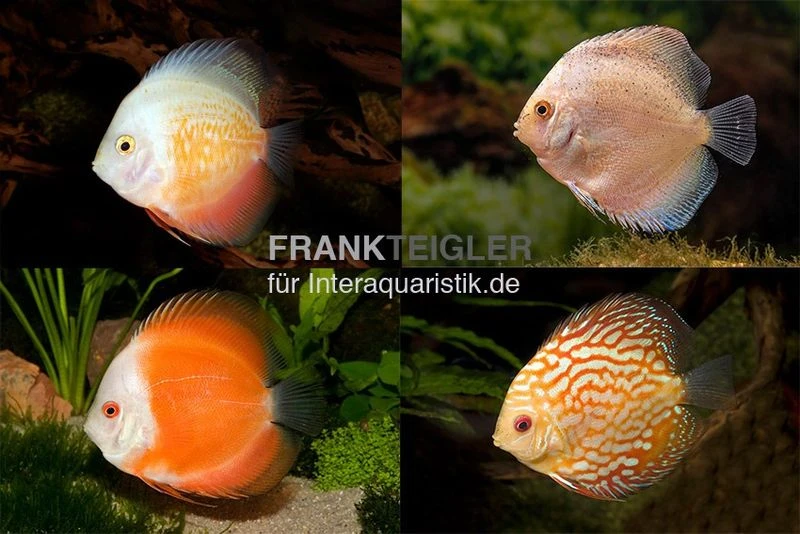 3 X Diskusfisch ASIA-NZ Im Mix, Symphysodon Discus, S 5-6 Cm 2 3 X Diskusfisch ASIA-NZ Im Mix, Symphysodon Discus, S 5-6 Cm – Bild 2