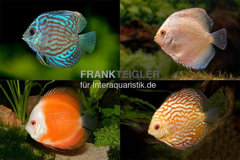 3 X Diskusfisch ASIA-NZ Im Mix, Symphysodon Discus, S 5-6 Cm 1 3 X Diskusfisch ASIA-NZ Im Mix, Symphysodon Discus, S 5-6 Cm