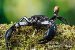 Asia-Skorpion, Heterometrus Longimanus -Bestes Reptilien Geschäft Asia Skorpion Heterometrus longimanus 3