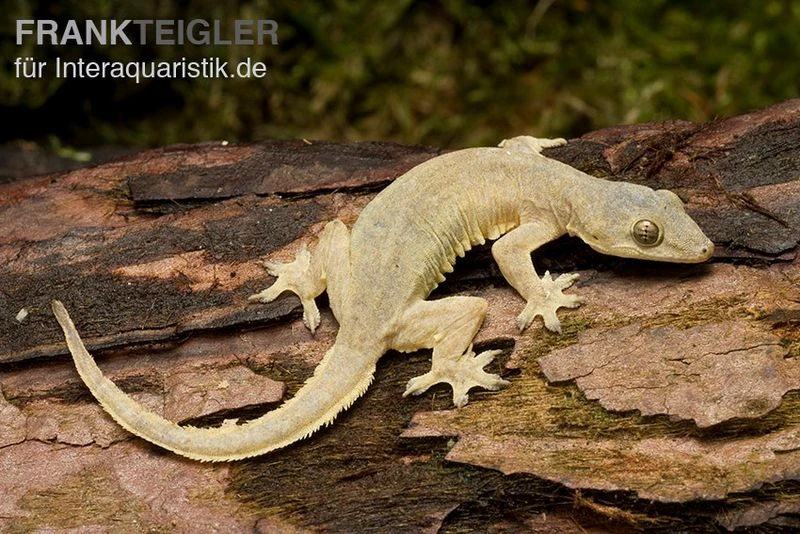 Asiatischer Hausgecko, Hemidactylus Frenatus 1 Asiatischer Hausgecko, Hemidactylus Frenatus