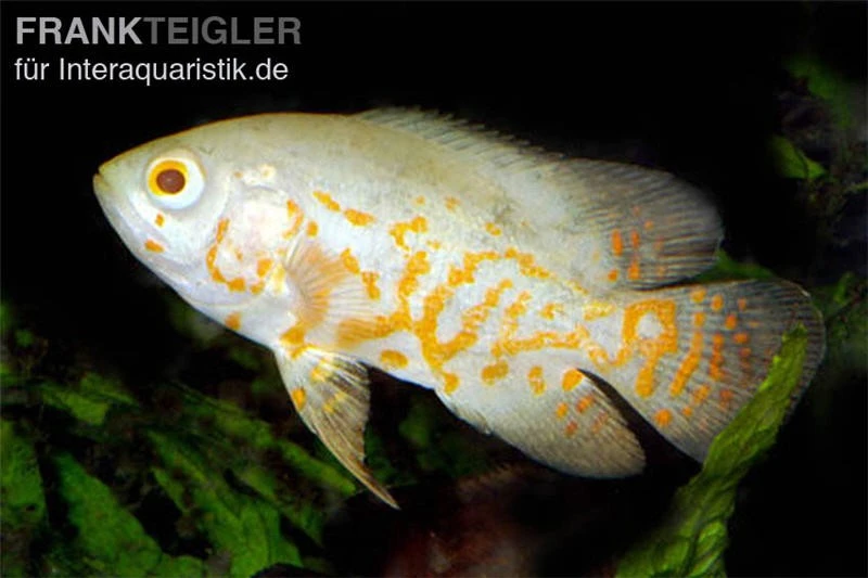 Pfauenaugenbuntbarsch, Roter Tiger Albino Oscar, Astronotus Ocellatus Red Tiger Albino 1 Pfauenaugenbuntbarsch, Roter Tiger Albino Oscar, Astronotus Ocellatus Red Tiger Albino
