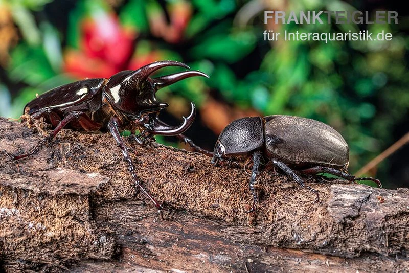 Atlaskäfer, Chalcosoma Atlas 3 Atlaskäfer, Chalcosoma Atlas – Bild 3