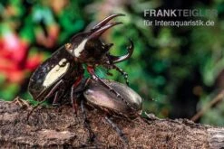 Atlaskäfer, Chalcosoma Atlas 9 Atlaskäfer, Chalcosoma Atlas -Bestes Reptilien Geschäft Atlaskaefer Chalcosoma atlas 5