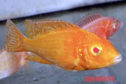 Aulonocara Spec. Dragon Blood Albino, DNZ -Bestes Reptilien Geschäft Aulonocara spec Dragon Blood albino 3