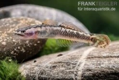 Aureofuscus-Grundel, Stiphodon Aureofuscus, 1 Paar -Bestes Reptilien Geschäft Aureofuscus Grundel Stiphodon aureofuscus 3