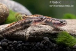 Aureofuscus-Grundel, Stiphodon Aureofuscus, 1 Paar -Bestes Reptilien Geschäft Aureofuscus Grundel Stiphodon aureofuscus 4