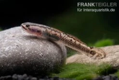 Aureofuscus-Grundel, Stiphodon Aureofuscus, 1 Paar -Bestes Reptilien Geschäft Aureofuscus Grundel Stiphodon aureofuscus 5