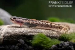 Aureofuscus-Grundel, Stiphodon Aureofuscus, 1 Paar -Bestes Reptilien Geschäft Aureofuscus Grundel Stiphodon aureofuscus 6