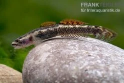 Aureofuscus-Grundel, Stiphodon Aureofuscus, 1 Paar -Bestes Reptilien Geschäft Aureofuscus Grundel Stiphodon aureofuscus 7
