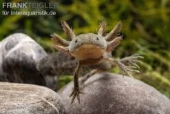 Axolotl Naturfarben, Ambystoma Mexicanum