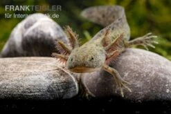 Axolotl Naturfarben, Ambystoma Mexicanum -Bestes Reptilien Geschäft Axolotl Wildling 2