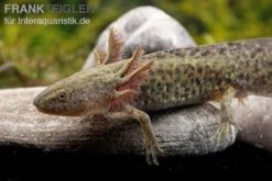 Axolotl Naturfarben, Ambystoma Mexicanum -Bestes Reptilien Geschäft Axolotl Wildling 3