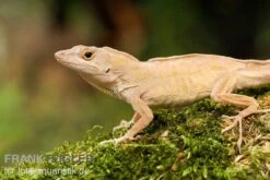 Bahama-Anolis, Anolis Sagrei -Bestes Reptilien Geschäft Bahama Anolis Anolis sagrei 3