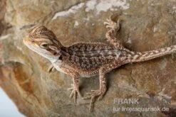 Bartagame, Pogona Vitticeps, Farbmix 9 Bartagame, Pogona Vitticeps, Farbmix -Bestes Reptilien Geschäft Bartagame Pogona vitticeps Dunner Red Bearded Dragon 5