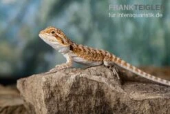 Bartagame, Pogona Vitticeps, Farbmix 11 Bartagame, Pogona Vitticeps, Farbmix -Bestes Reptilien Geschäft Bartagame Pogona vitticeps Red Bearded Dragon 11