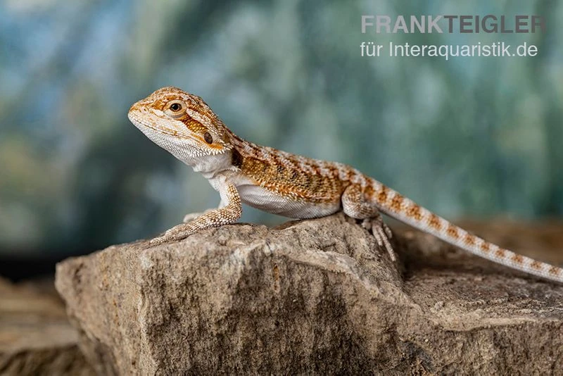 Bartagame, Pogona Vitticeps, Farbmix 6 Bartagame, Pogona Vitticeps, Farbmix – Bild 6