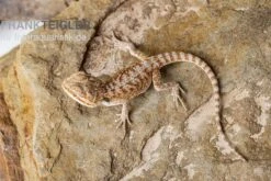 Bartagame, Pogona Vitticeps, Farbmix 10 Bartagame, Pogona Vitticeps, Farbmix -Bestes Reptilien Geschäft Bartagame Pogona vitticeps Red Bearded Dragon 3