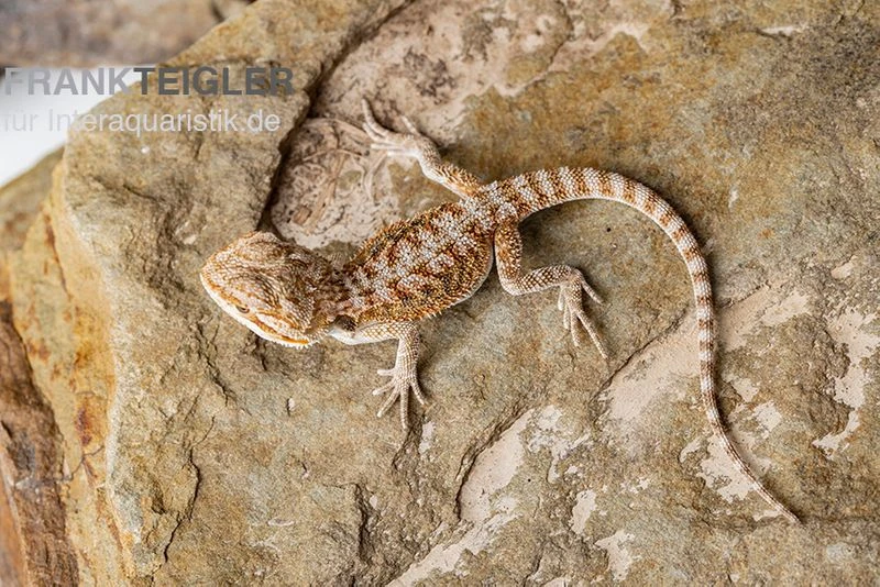 Bartagame, Pogona Vitticeps, Farbmix 5 Bartagame, Pogona Vitticeps, Farbmix – Bild 5