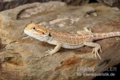 Bartagame, Pogona Vitticeps, Farbmix 8 Bartagame, Pogona Vitticeps, Farbmix -Bestes Reptilien Geschäft Bartagame Pogona vitticeps Red Hypo Striped 8