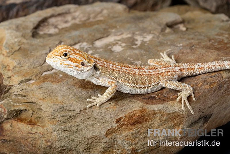 Bartagame, Pogona Vitticeps, Farbmix 3 Bartagame, Pogona Vitticeps, Farbmix – Bild 3