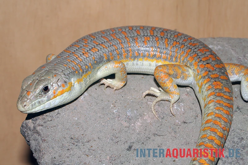 Berberskink, Eumeces Schneiderii 4 Berberskink, Eumeces Schneiderii – Bild 4