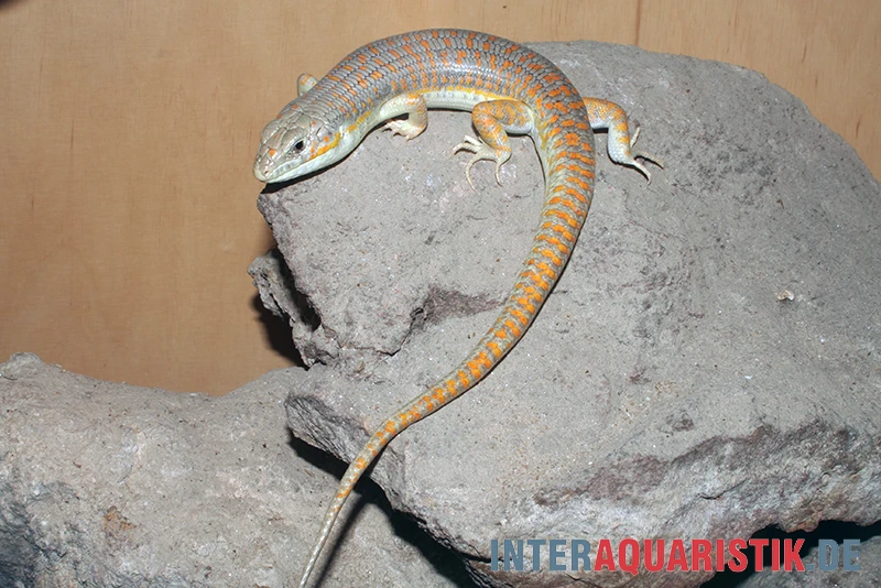 Berberskink, Eumeces Schneiderii 5 Berberskink, Eumeces Schneiderii – Bild 5