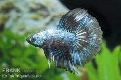Halfmoon Kampffisch Multi Color NZ, Männchen, Betta Splendens -Bestes Reptilien Geschäft Betta splendens Half Moon Multicolor 3