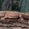 Bibrons Dickfingergecko, Chondrodactylus Bibronii