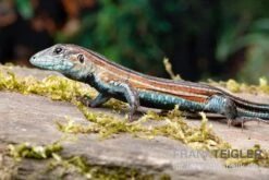 Bestseller -Bestes Reptilien Geschäft Blackbelly Racerunner Aspidoscelis deppii 2