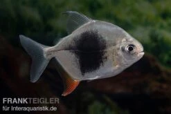 Blackberry Silver Dollar, Myleus Sp. Blackberry -Bestes Reptilien Geschäft Blackberry Silver Dollar Myleus sp Blackberry 3