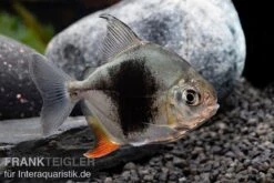 Blackberry Silver Dollar, Myleus Sp. Blackberry -Bestes Reptilien Geschäft Blackberry Silver Dollar Myleus sp Blackberry 5