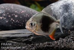 Blackberry Silver Dollar, Myleus Sp. Blackberry -Bestes Reptilien Geschäft Blackberry Silver Dollar Myleus sp Blackberry 6