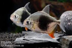 Blackberry Silver Dollar, Myleus Sp. Blackberry -Bestes Reptilien Geschäft Blackberry Silver Dollar Myleus sp Blackberry 8