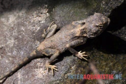 Blasse Wüstenagame, Trapelus Pallidus -Bestes Reptilien Geschäft Blasse Wuestenagame Trapelus pallidus 3