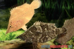 Blattfisch, Monocirrhus Polyacanthus