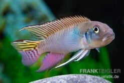 Blauer Kongocichlide, Nanochromis Parilus -Bestes Reptilien Geschäft Blauer Kongocichlide Nanochromis parilus 1 Paar 4