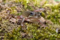 Blauer Korallenfinger-Laubfrosch, Litoria Caerulea -Bestes Reptilien Geschäft Blauer Korallenfinger Laubfrosch Litoria caerulea 03