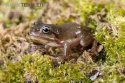 Blauer Korallenfinger-Laubfrosch, Litoria Caerulea -Bestes Reptilien Geschäft Blauer Korallenfinger Laubfrosch Litoria caerulea 04
