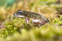 Blauer Korallenfinger-Laubfrosch, Litoria Caerulea -Bestes Reptilien Geschäft Blauer Korallenfinger Laubfrosch Litoria caerulea 05