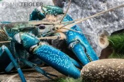 Blauer Papua-Flusskrebs, Cherax Communis -Bestes Reptilien Geschäft Blauer Papua Flusskrebs Cherax communis adult 3